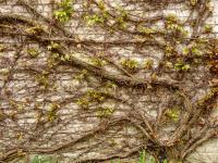 Parthenocissus tricuspidata (Loubinec trojlaločný 'Veitchii')
