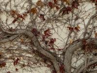 Parthenocissus tricuspidata (Loubinec trojlaločný 'Veitchii')