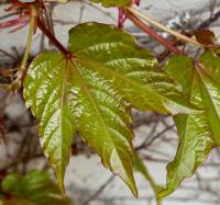 Parthenocissus tricuspidata (Loubinec trojlaločný 'Veitchii')