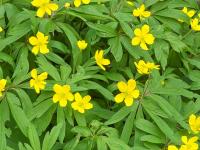 Anemone ranunculoides (Sasanka pryskyřníkovitá)