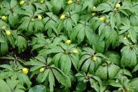 Anemone ranunculoides (Sasanka pryskyřníkovitá)