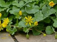Ficaria verna (Orsej jarní)