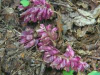 Lathraea squamaria (Podbílek šupinatý)