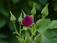 Rosa (Růže 'Rhapsody in Blue' - Sadové růže)