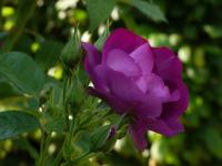 Rosa (Růže 'Rhapsody in Blue' - Sadové růže)