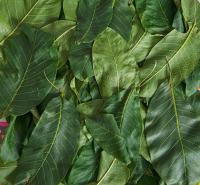 Juglans regia (Ořešák královský)