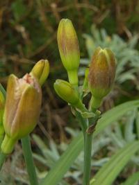 Hemerocallis (Denivka)