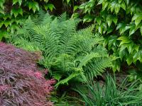 Dryopteris filix-mas (Kapraď samec)