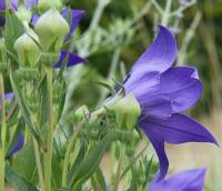 Platycodon grandiflorus (Zvonkovec velkokvětý 'Mariesii')