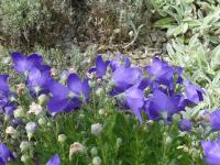 Platycodon grandiflorus (Zvonkovec velkokvětý 'Mariesii')