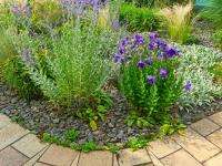 Platycodon grandiflorus (Zvonkovec velkokvětý 'Mariesii')