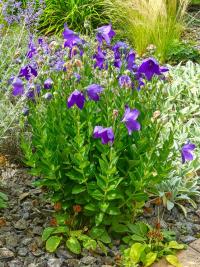 Platycodon grandiflorus (Zvonkovec velkokvětý 'Mariesii')