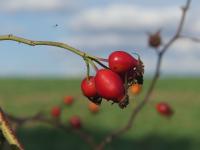 Rosa canina (Růže šípková)