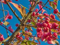 Euonymus europaeus (Brslen evropský)