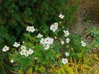 Anemone hupehensis (Sasanka japonská 'Honorine Jobert')
