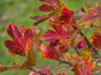 Crataegus monogyna (Hloh jednosemenný)