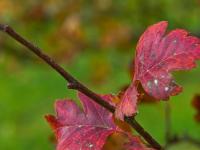 Crataegus monogyna (Hloh jednosemenný)
