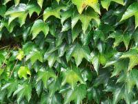 Parthenocissus tricuspidata (Loubinec trojlaločný 'Veitchii')