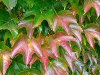 Parthenocissus tricuspidata (Loubinec trojlaločný 'Veitchii')