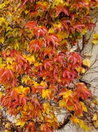 Parthenocissus tricuspidata (Loubinec trojlaločný 'Veitchii')