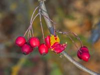 Crataegus monogyna (Hloh jednosemenný)