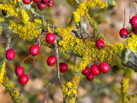 Crataegus monogyna (Hloh jednosemenný)