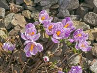 Crocus vernus (Šafrán jarní 'Pickwick')