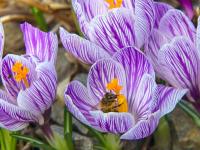 Crocus vernus (Šafrán jarní 'Pickwick')