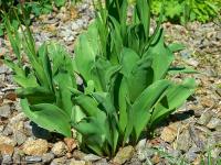Tulipa (Tulipán)