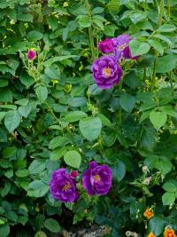 Rosa (Růže 'Rhapsody in Blue')