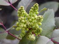 Mahonia aquifolium (Mahonie cesmínolistá)