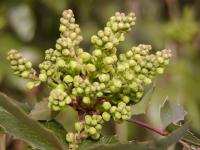 Mahonia aquifolium (Mahonie cesmínolistá)