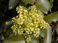 Mahonia aquifolium (Mahonie cesmínolistá)
