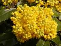 Mahonia aquifolium (Mahonie cesmínolistá)