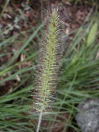 Pennisetum alopecuroides (Dochan psárkovitý)