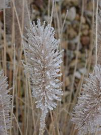 Pennisetum alopecuroides (Dochan psárkovitý)
