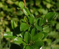 Cotoneaster dammeri (Skalník Dammerův)
