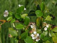 Cotoneaster dammeri (Skalník Dammerův)