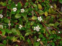 Cotoneaster dammeri (Skalník Dammerův)