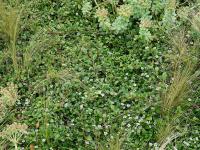 Cotoneaster dammeri (Skalník Dammerův)