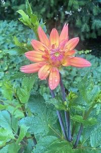 Dahlia (Jiřinka)