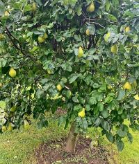 Cydonia oblonga (Kdouloň obecná)