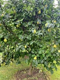 Cydonia oblonga (Kdouloň obecná)