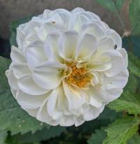 Dahlia (Jiřinka)
