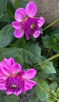 Dahlia (Jiřinka)