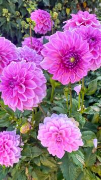 Dahlia (Jiřinka)