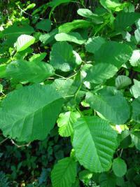 Alnus glutinosa (Olše lepkavá)