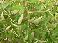 Elaeagnus angustifolia (Hlošina úzkolistá)