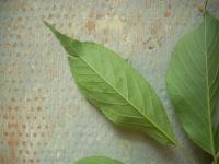 Prunus serrulata (Sakura ozdobná)