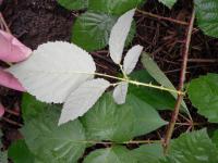 Rubus fruticosus